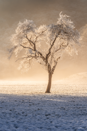 morgennebel24_a3442-kopie