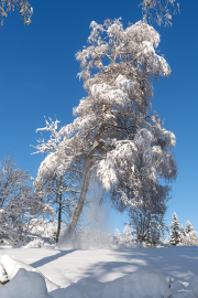 winterbaum23_a9517