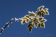 Frost16_6256