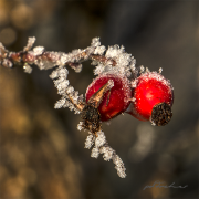 Frost16_6265