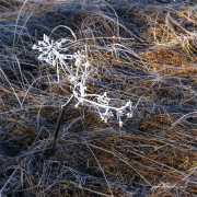 Frost18_1684