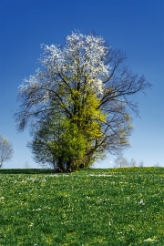 Frühling19A_0478