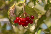 Johannisbeeren17_0352