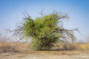 Namibia19_A5341