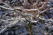 Schnee18_1906