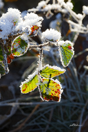 Frost19_B7518