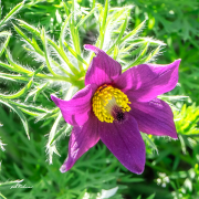 anemone22_b2290