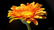 gerbera23_a4900