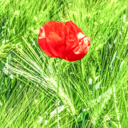 mohn21_0118