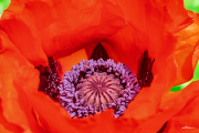 mohn22_a2747