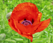 mohn22_a2764