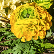 ranunculus21_a0892