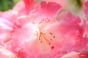 rhododendron22_a2480