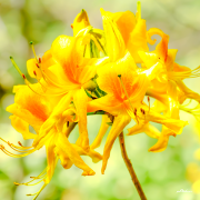 rhododendron22_a2514