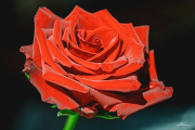 rose23_4869