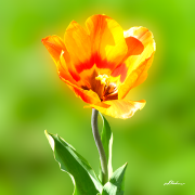 tulpe22_a2292