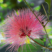 Calliandra19_6952