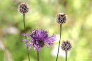 Centaurea20_A8979