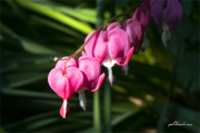 Dicentra18_3185