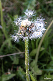 Löwenzahn20_9515