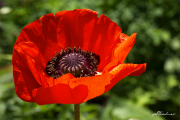 OrientMohn18_3372