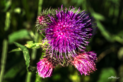 Ringdistel19_7486