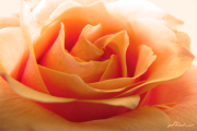 Rose11_3546