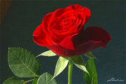 Rose15_2415