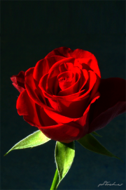 Rose15_2416