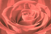 Rose15_2418