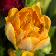 Tulpe17_7349