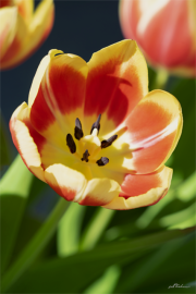 Tulpe19A_190