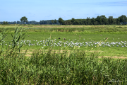 Dümmersee16_4533