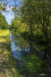 Dümmersee17_9347