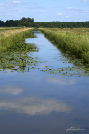 Dümmersee17_9353