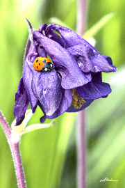 Marienkäfer20_A7861