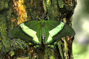 PapilioPalinurus18_2569