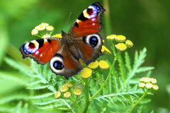 Schmetterlinge und Insekten