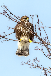 Mäusebussard21_A0086