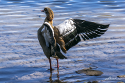 Nilgans18_2748