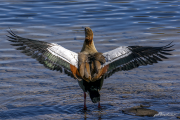 Nilgans18_2749