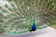 Pfau11_3239b