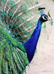 Pfau11_3243