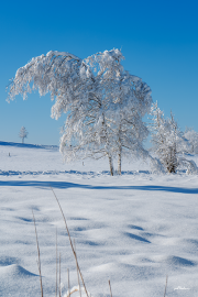 winterlandschaft23_b9536