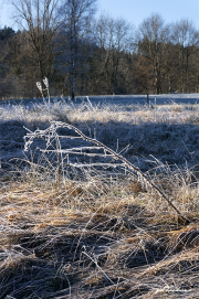 Frost18_1690