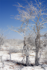 Etosha19_A5444