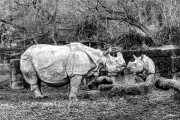 nashorn23_a5111