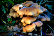 Pilz14_1179