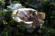 Pilz16_5895