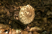 Pilz17_0301